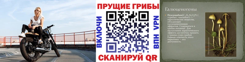 Галлюциногенные грибы Psilocybe даркнет сайт Могоча